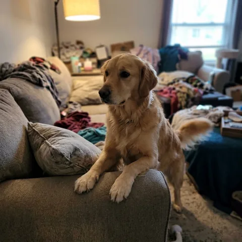 Kundenfoto: Ein Golden Retriever lehnt sich an die Sofalehne.