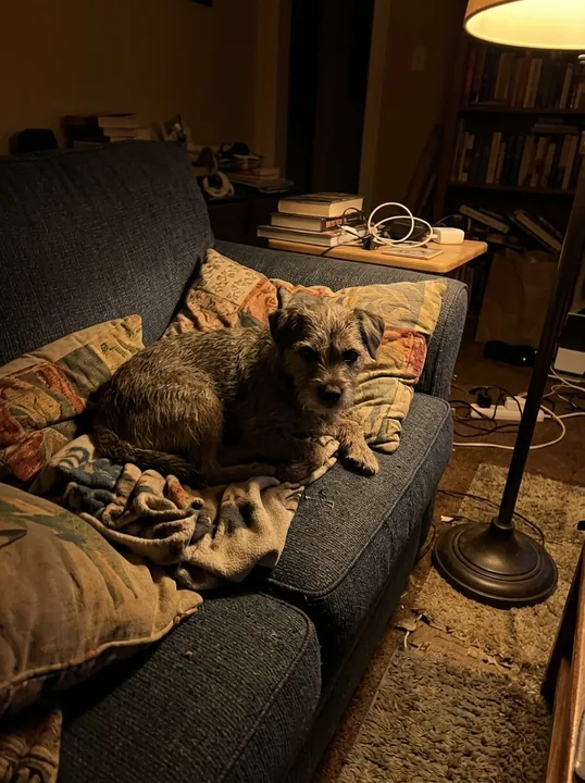 Kundenfoto: Milo liegt abends entspannt auf dem Sofa.