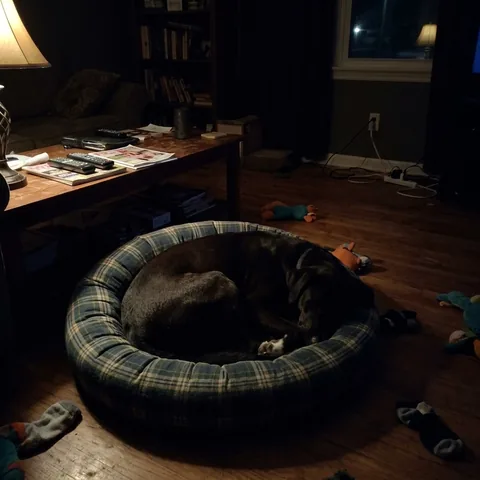 Kundenfoto: Ein dunkler Hund schläft eingerollt in seinem Bett.