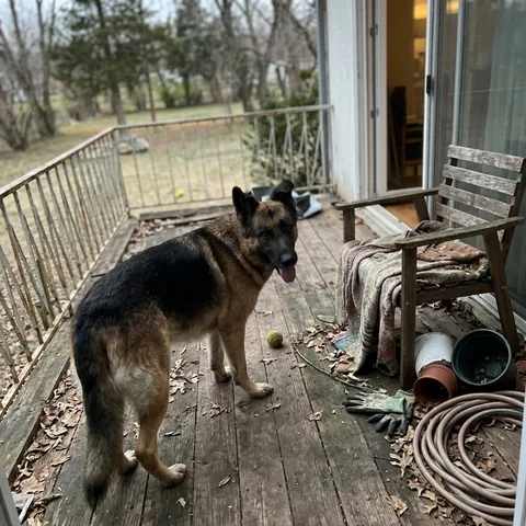 Kundenfoto: Ein Schäferhund steht auf der Terrasse.