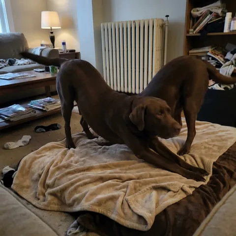 Kundenfoto: Ein brauner Labrador streckt sich auf einer Decke.