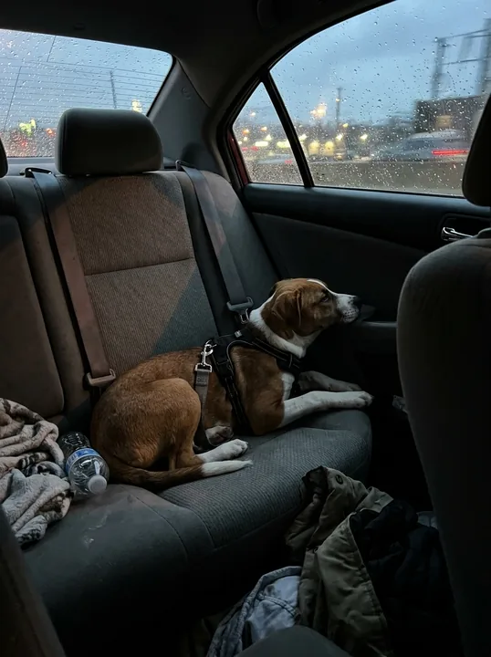 Kundenfoto: Nala liegt ruhig auf der Rückbank im Auto.