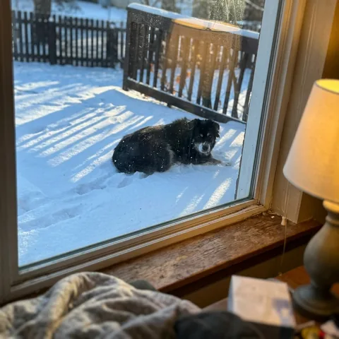 Kundenfoto: Ein schwarzer Hund liegt entspannt im Schnee.