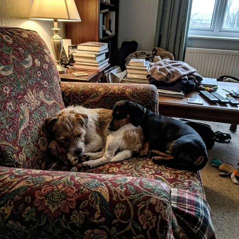 Kundenfoto: Zwei kleine Hunde dösen zusammen auf einem Sessel.