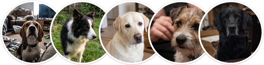 Fotos von fünf Hunden aus Kundenbewertungen