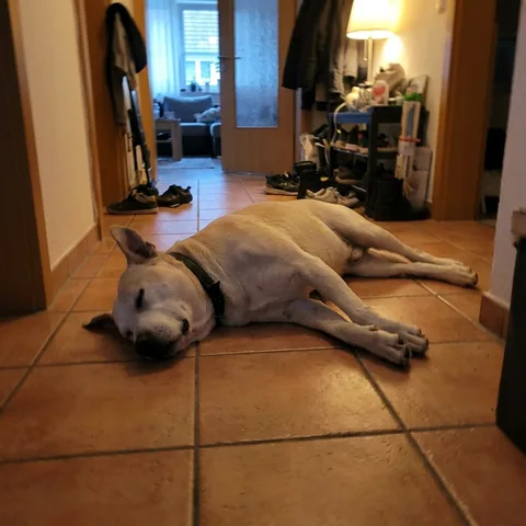 Kundenfoto: Ein sandfarbener Hund schläft ausgestreckt im Flur.