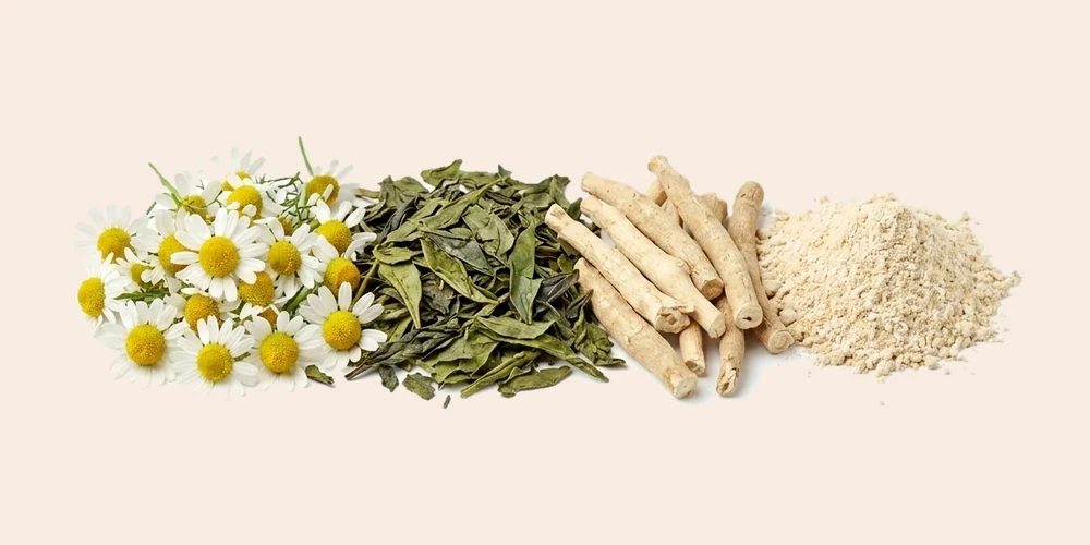 Die Rohstoffe der Rezeptur: Kamille, Grüntee-Blätter, Ashwagandha-Wurzel und Postbiotik-Pulver.