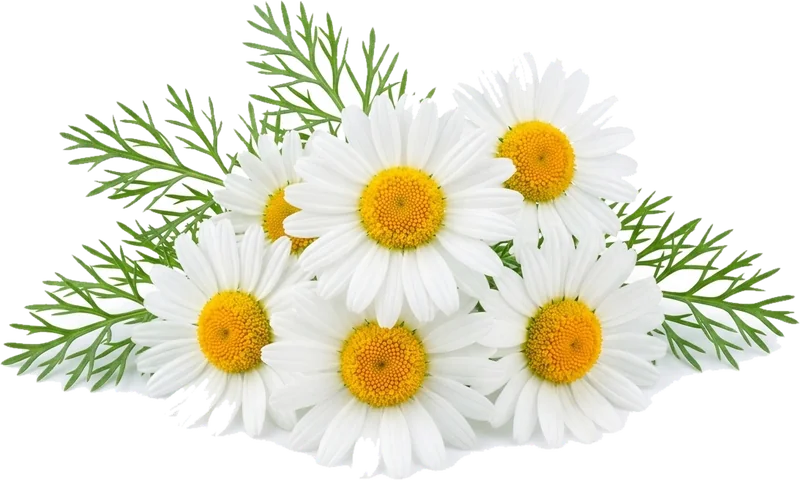 Kamillenblüten als Bestandteil der Rezeptur.