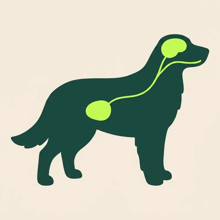 Schaubild: die Verbindung zwischen Darm und Gehirn beim Hund.